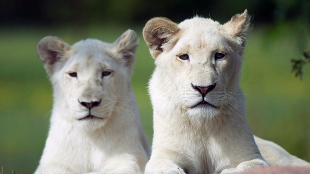 Toronto Zoo looking for financial help to feed its animals during COVID-19 closure
cp24.com/news/toronto-z…
