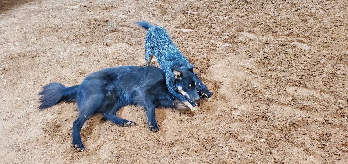 Caitydid685's tweet photo. Today, Finn ate one of my favorite sandals and was being just generally SO ANNOYING so I finally took him to barn to run around with his puppy friend. He also wanted to play with this colt, and kept play bowing to him. #dogsduringlockdown #puppies #TINYPONY
#cuteanimals https://t.co/K8H50KEk2p