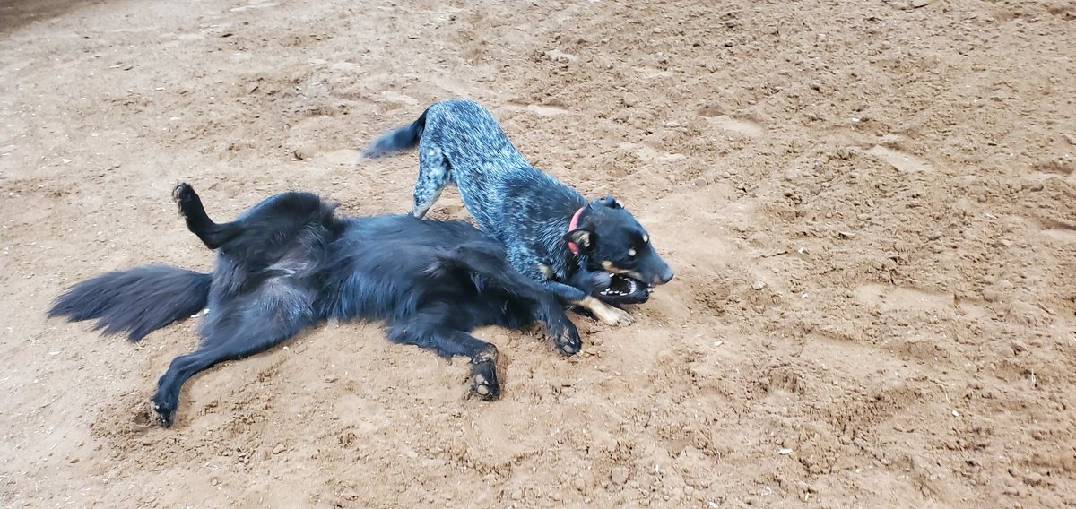 Caitydid685's tweet photo. Today, Finn ate one of my favorite sandals and was being just generally SO ANNOYING so I finally took him to barn to run around with his puppy friend. He also wanted to play with this colt, and kept play bowing to him. #dogsduringlockdown #puppies #TINYPONY
#cuteanimals https://t.co/K8H50KEk2p
