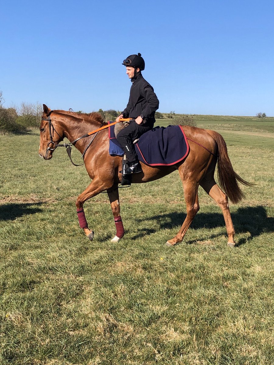 HarryJCharlton's tweet photo. Horses looking well and desperate for some action #beckhampton https://t.co/9J0D21WmLN
