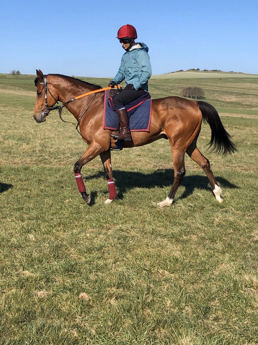 HarryJCharlton's tweet photo. Horses looking well and desperate for some action #beckhampton https://t.co/9J0D21WmLN