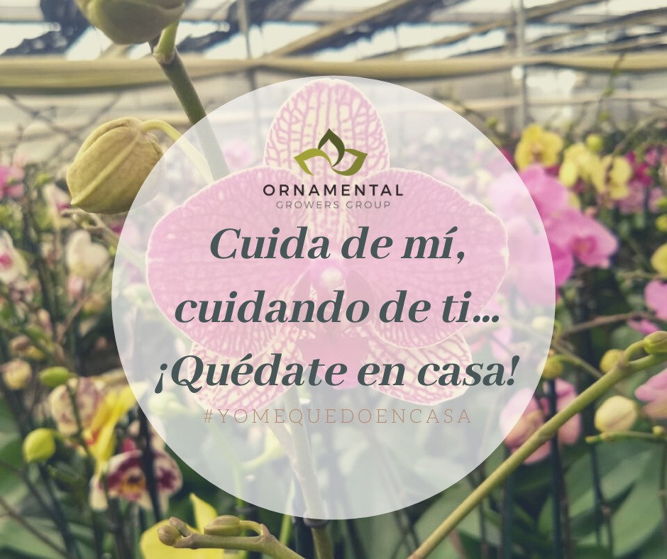 Quédate en casa acompañado de hermosas flores!!😍
#orquideas #ornamentales