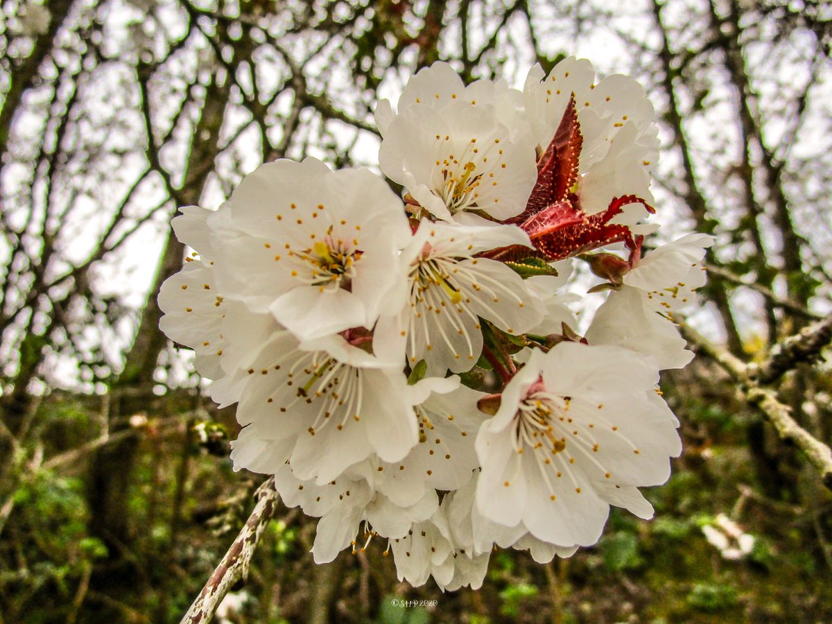 Stevo121979's tweet photo. Blackthorn Flowers #blackthorn #blackthornbush #flowers #flowerphotography #nature #naturephotography #naturephotographer #petals #whiteflowers #hdrfilter #psexpress #canon #canonphotography #ixus190 https://t.co/IDn1vEiyks