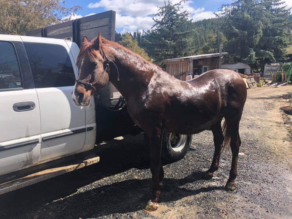 AcresOrphan's tweet photo. Bronson got a much needed bath. As you can tell, it’s his least favorite day of the year 😉

#horses #rescue #sanctuary #orphanacres #Idaho https://t.co/mqx4H2lw85