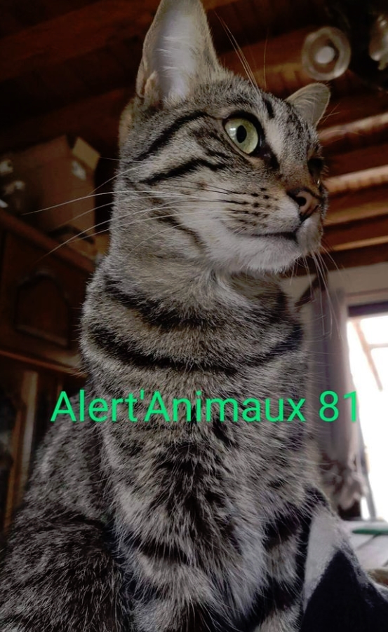 Missing Animaux 81 16 04 Perdu Chat Tigre A Saix Longuegineste Narcos Bout De Queue Casse Tel 06 59 59 24 Tarn Missing Animaux 81 16 04 Perdu Chat Tigre A Saix Longuegineste Narcos Bout De Queue Casse Tel 06 59 59 24 Tarn