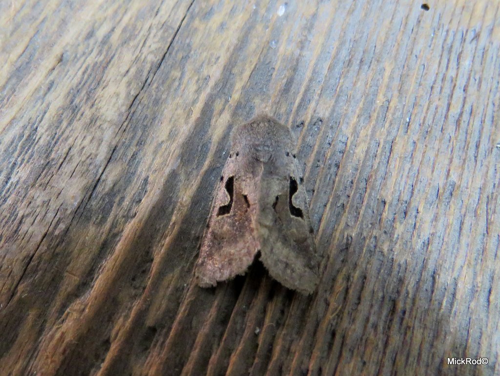 mickrod1's tweet photo. Just 6 moths from the trap last night, 2 Muslin Moth, 2 Early Grey, 2 Hebrew Character https://t.co/w9E6RztVCn