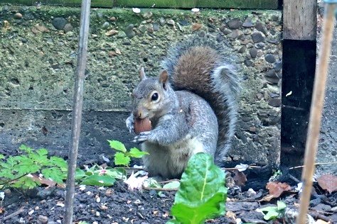SLeguil's tweet photo. I've been wondering for the past few days where the pieces of purple wrapper littering the garden could be coming from. I have the answer: one of the local squirrels has found a source of Cadbury creme eggs and sits in the garden to eat them 😂 https://t.co/lWpfnu1khW