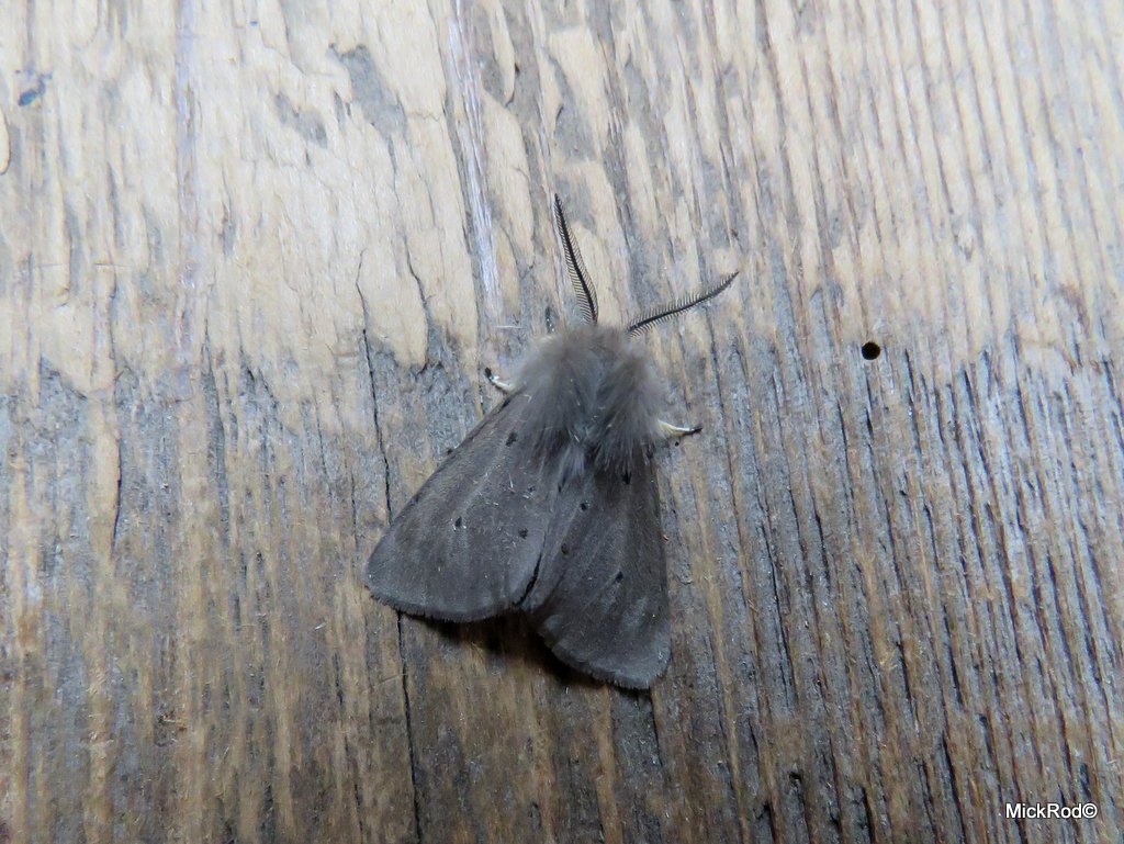 mickrod1's tweet photo. Just 6 moths from the trap last night, 2 Muslin Moth, 2 Early Grey, 2 Hebrew Character https://t.co/w9E6RztVCn