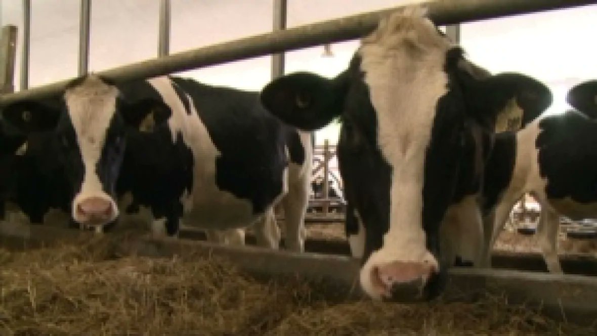 CBCNL's tweet image. Donating, not dumping: Dairy farmers give excess milk to N.L. food banks

#covid19nfld

cbc.ca/1.5534038