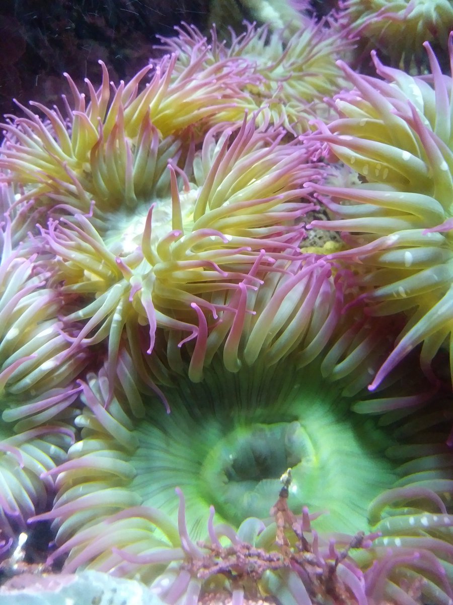 OceanWiseEdu's tweet photo. We hope you enjoyed learning about Sea Anemones during today's Wet Lab Biologist Talk with Daphne! Have more questions? Ask us @OceanWiseEdu https://t.co/FaXMAQNHPX