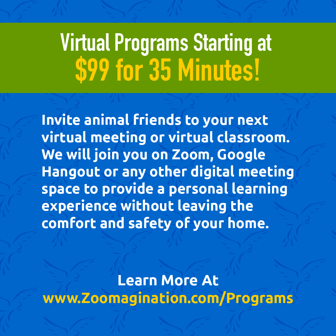 Zoomagination's tweet photo. #Zoom with Zoomagination!!! Invite animal friends to your next virtual classroom, meeting, or happy hour! 

#StayHome #HealthyAtHome #AtHomeFiesta https://t.co/ESoCtyCsJe