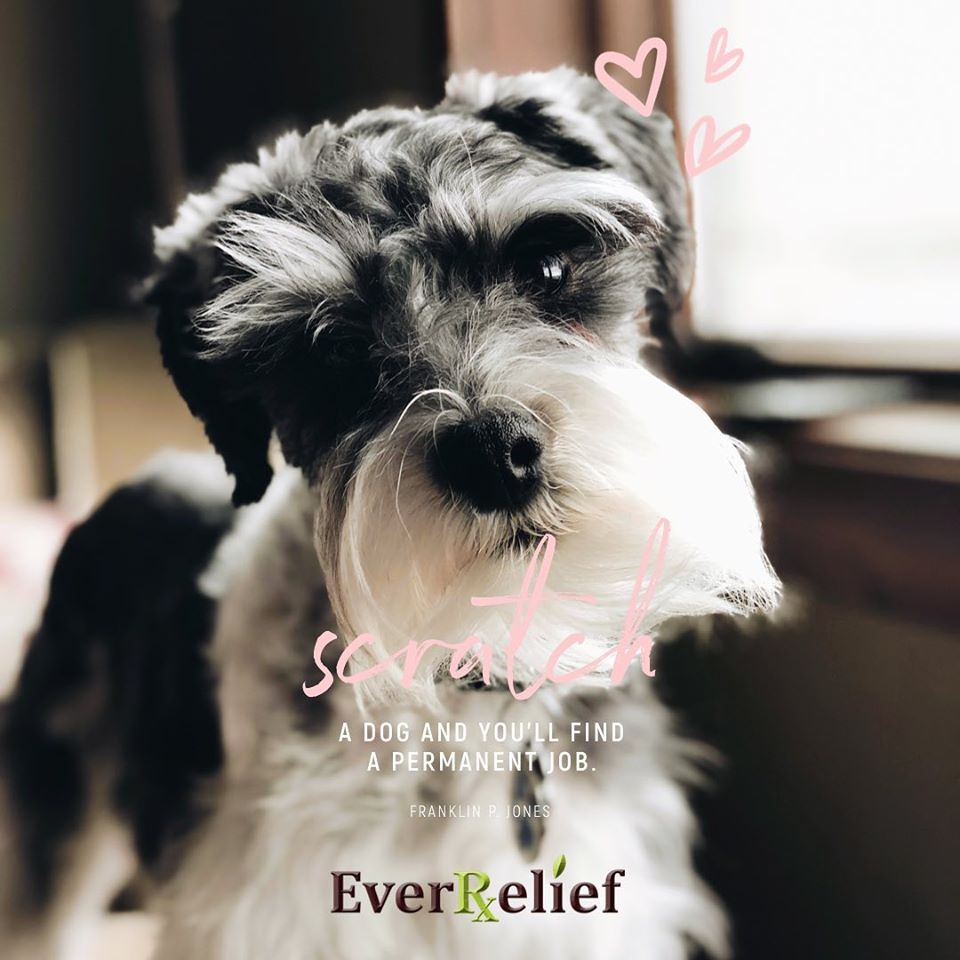 EverRelief's tweet photo. Sending 💕 to all those good boys and girls out there 🐾. #OttoSays #EverRelief https://t.co/dwm3vocU9M