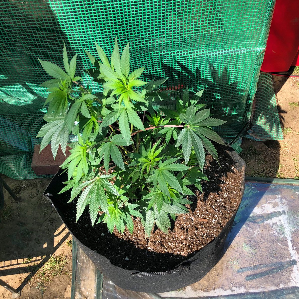 Umbra_TheMonk's tweet photo. From the 3 gallon to the 12 🥴 She’s gonna love it 🔥🔥🔥🔥

#SpaceManGenes #IGrowhard #LetsGrowTho #BanginBuds #gyo https://t.co/gauUMEsYbU