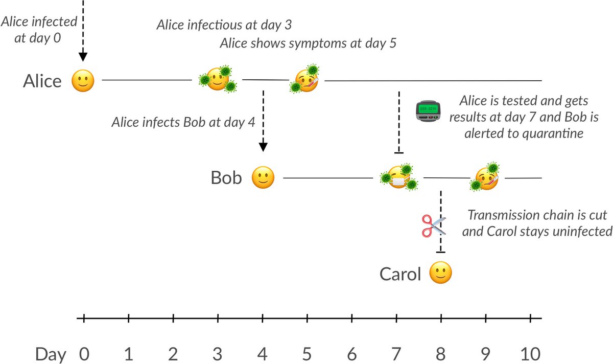 Thus, we often have a ~48hr window after an index case develops symptoms to test and alert contacts. This turnaround is highly challenging, but if done in time and Bob is alerted to quarantine we can break the transmission cycle. 8/14