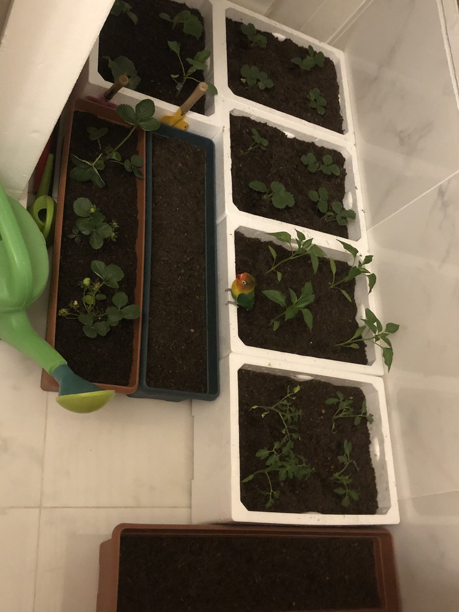 Küçük balkonumuza büyük umutlar ektik aslan parçamla #evdekal Samsun