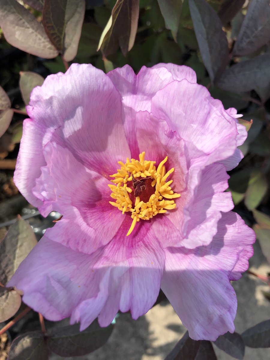 Botanic Nursery tweet media