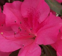 GardenerDirect's tweet photo. #ThursdayThoughts - Did you know that #EncoreAzaleas get their name because they bloom in spring, summer and fall? Shop them all here👉 https://t.co/yv8wmWDTYD at https://t.co/MTjSa2MfnB to get your bloom on...over and over again!🌸 #GardenerDirect #stayhome #gardening #plants https://t.co/wicu7161kK