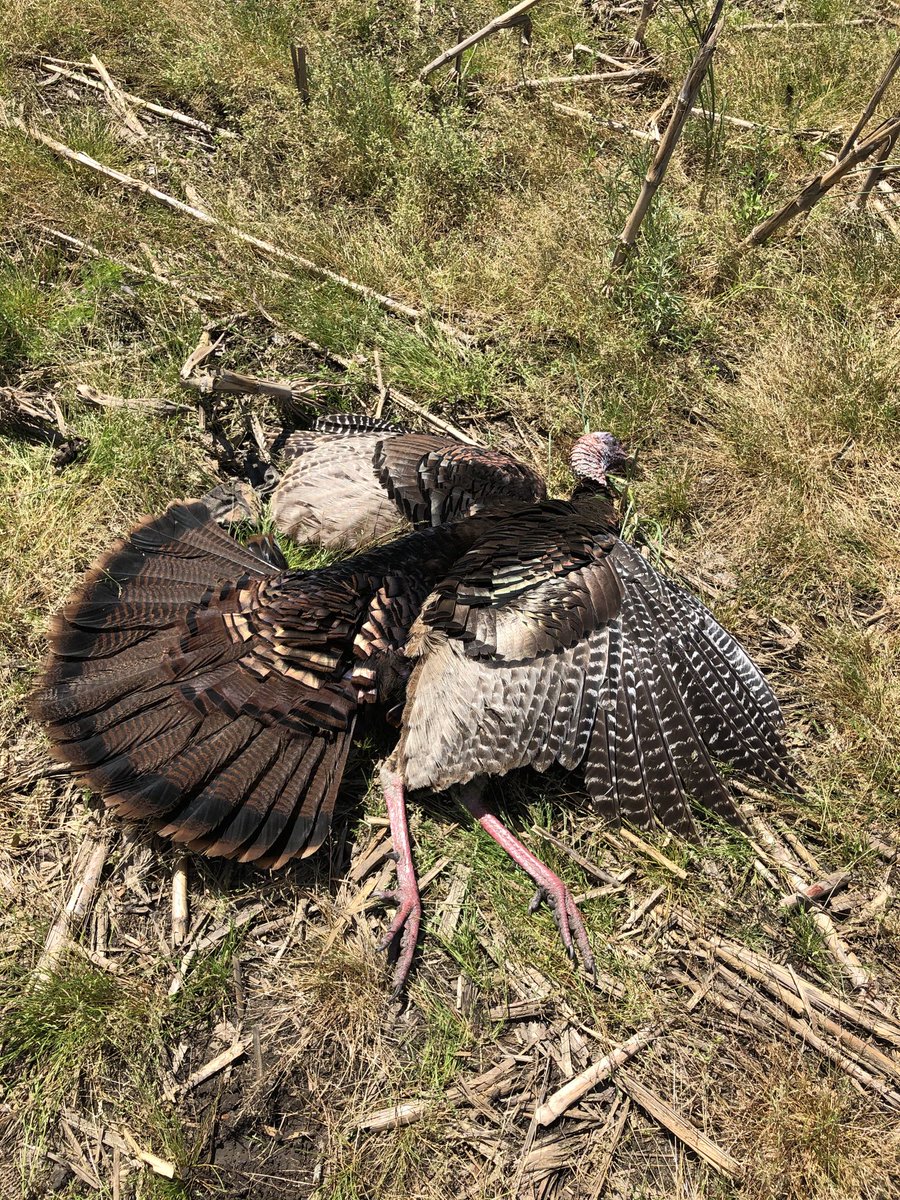bucksabound's tweet photo. finally, turkeys aren’t so stupid. #greenswamp #cackalack https://t.co/ZzCw6692Xp