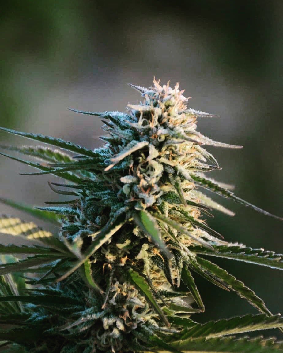 ImperaHemp's tweet photo. Natural Hemp Flower ☘️🇺🇸
https://t.co/xzwmIQvbZv

#cbd #hempoil #Hemp #hemp #CBDT #cbdoil #cbdlpchat #hempcream #cbdcream #Corona #QuarantineLife #CBDhealth #CBDlife #CBDoilSkinHealth #CBDProducts #hempseed #marijuanastocks #marijuananews https://t.co/35Swrk5MFe