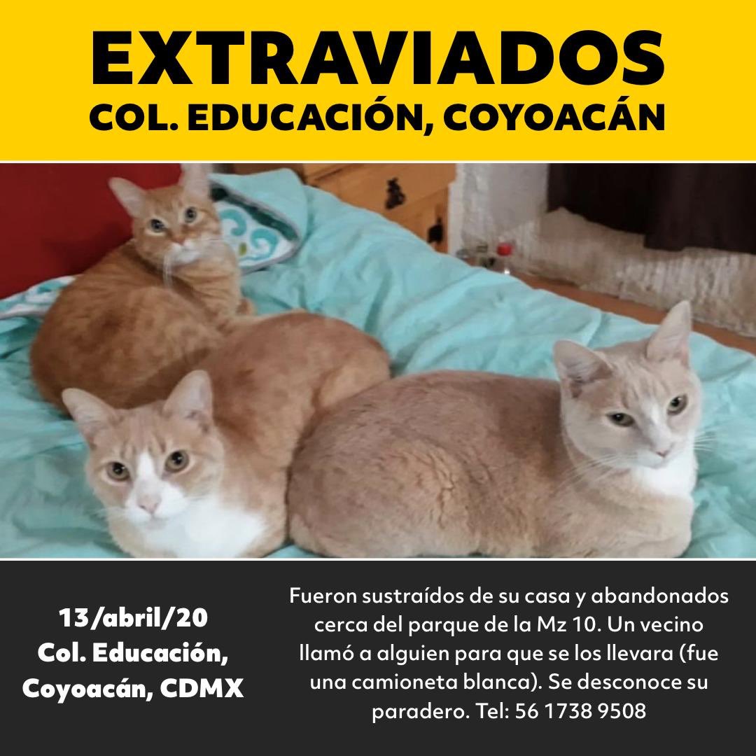 MascotaCoyoacan's tweet photo. URGE ENCONTRAR A QUIEN SE LLEVÓ A ESTOS GATOS EN UNA CAMIONETA EL LUNES 13 por la noche, en la colonia Educación, Coyoacán.

Alguien los sacó de casa de su familia y los abandonó en una caja, se sabe que los recogió una camioneta.

Por favor, compartan para que regresen a casa! https://t.co/dOMReKw4LH