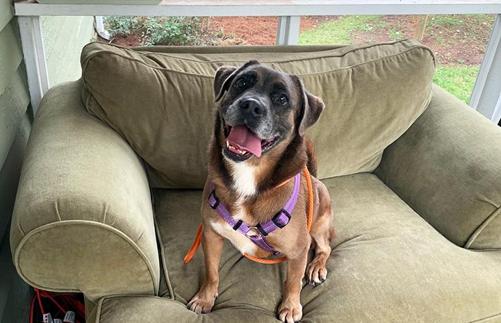 People across the country are stepping up to #foster pets during the #coronavirus pandemic. Fostering plays a huge role in helping shelters and let’s face it: It’s also a lot of fun. Ready for your own foster story? Contact your local shelter today. bit.ly/3ekEa5N