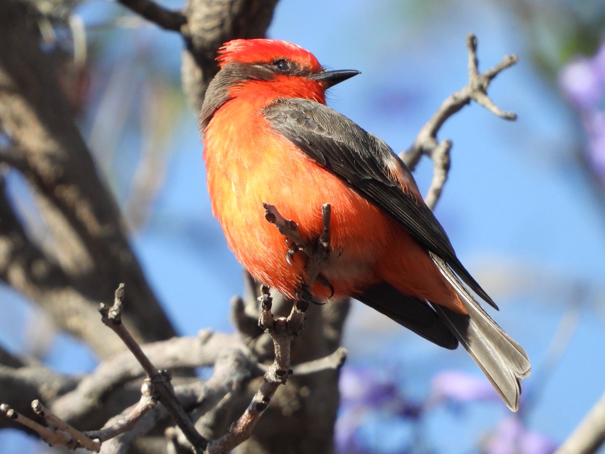 robeigo's tweet photo. tototl chichiltic #pyrocephalusrubinus #vermilionflycatcher #mosquerocardenal https://t.co/yRFO8FtDgn