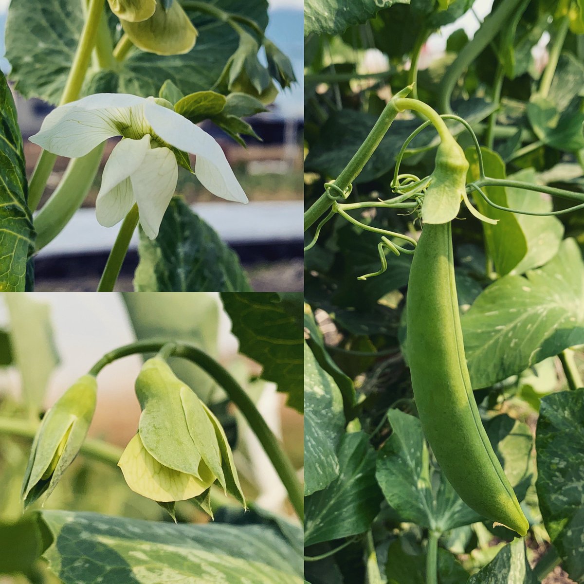 やまむファーム スナップエンドウの開花から結実 スナップエンドウ スナックエンドウ 正式名称はスナップ Snap ポキっと折れる エンドウ スナックエンドウは サカタのタネ の商品名で どちらも同じ豆です スナップエンドウ スナック