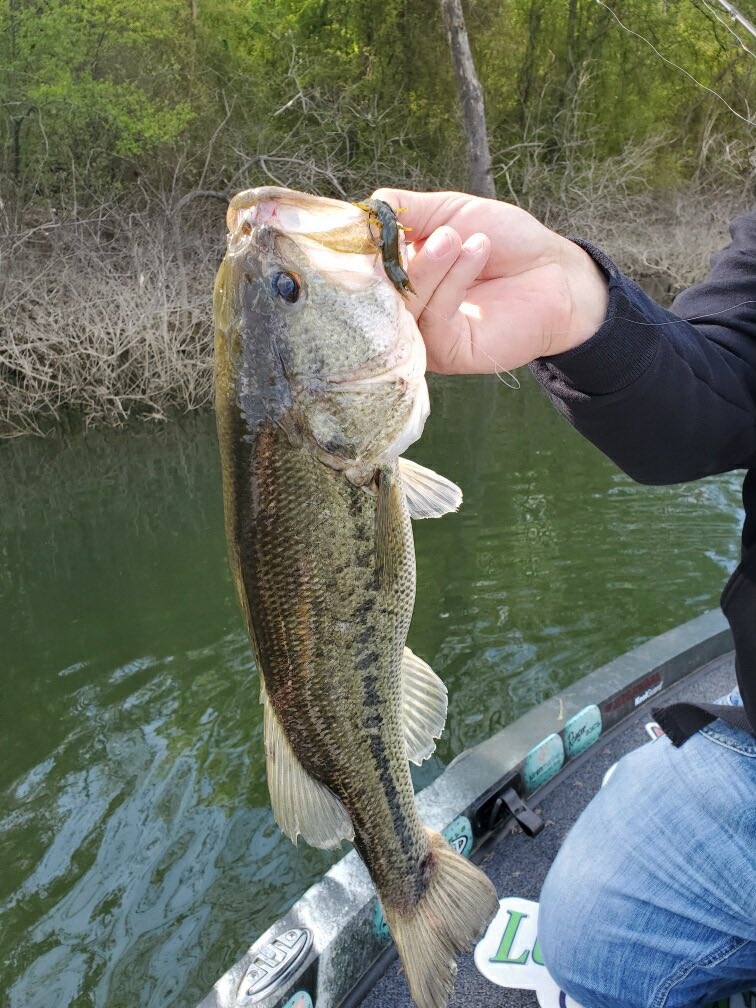 Oh yea, the @TackleHD hellgrammite catches ‘em! Swipe to see more. #bassfishing #fishing #fish #tacklehd #fishingtackle #jmfwworldwide