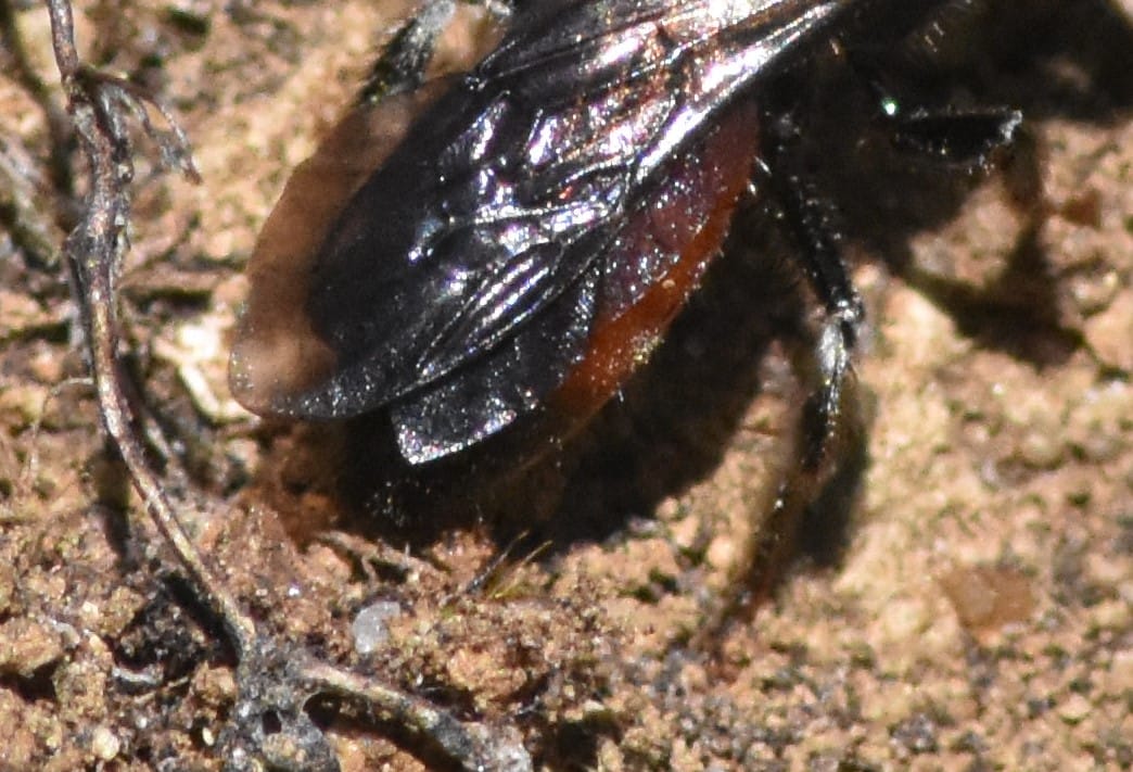 Hi  @StevenFalk1, appreciate your opinion on these images from a friend. He suspects Sphecodes gibbus, listed in CE in 2006 Irish Red List. Dry sandy bank near mosaic of wet/dry heath associating with H. rubicundus & A. cineraria. Wing length ~7-8mm. 1/2