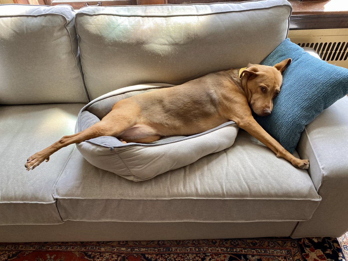 djkaiser_phd's tweet image. Go back to work, I’m fine and comfortable here. #WebsterAtHome #DogsLife