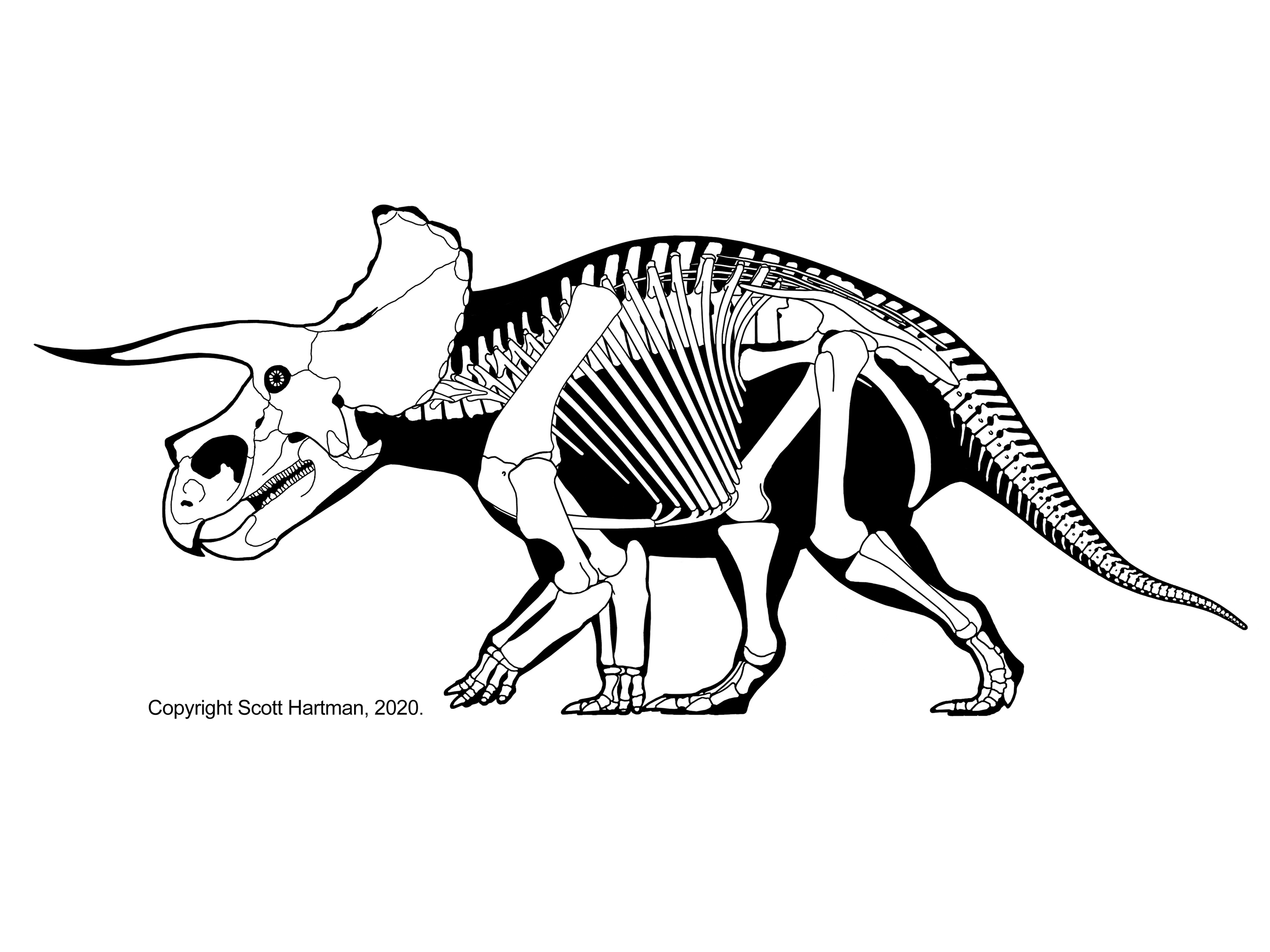 single horned triceratops