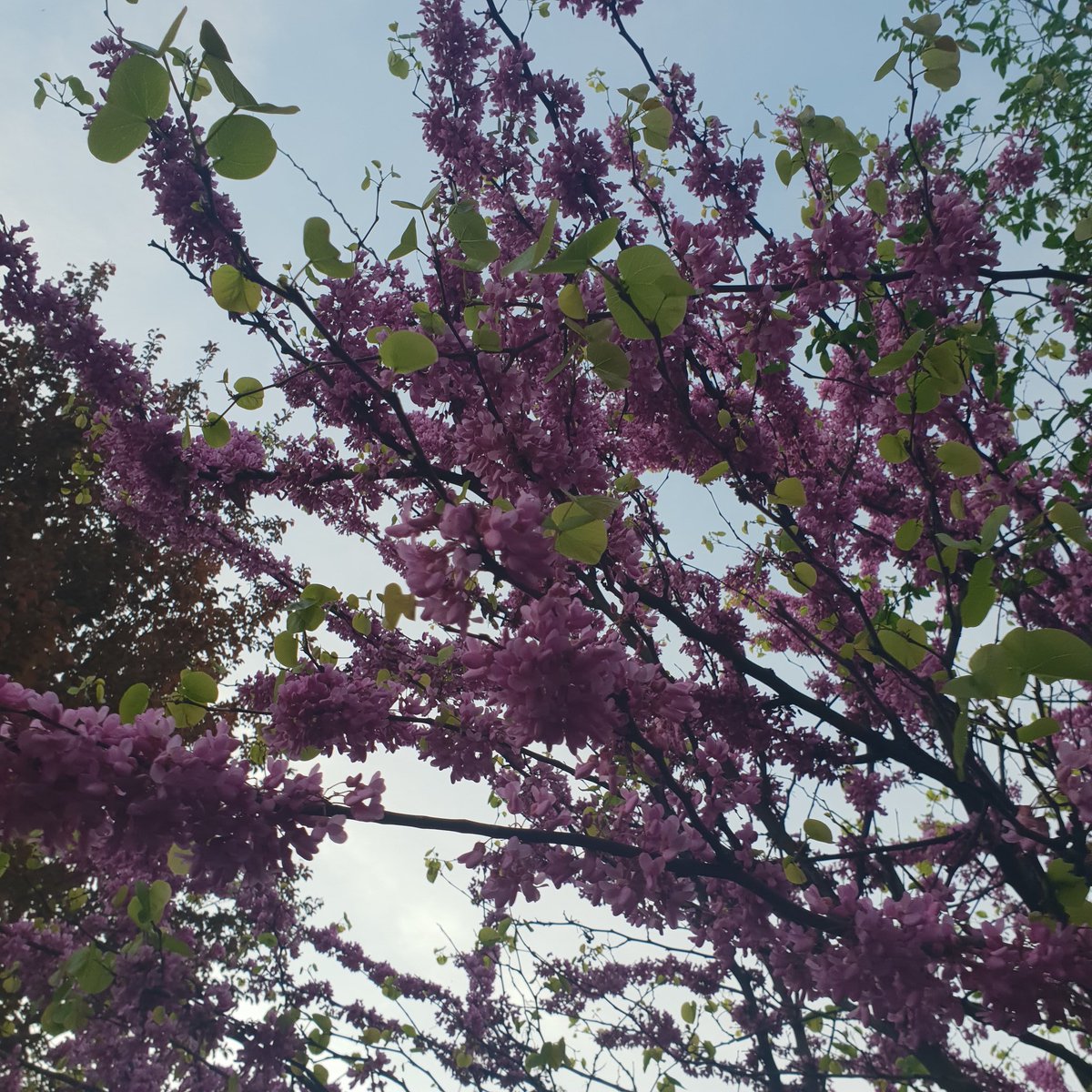 amourcielange tweet media