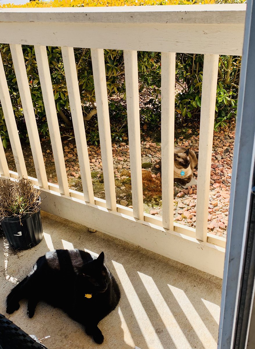 NaruTheCat1's tweet photo. Enjoying a sunny spring day. Look at mom resting nearby. #CatsOfTwitter #catsofinstagram #CatsOfCharlotte #QuaratineLife #CatsOfTheQuarantine #StayAtHome https://t.co/gdFKgdo3kV