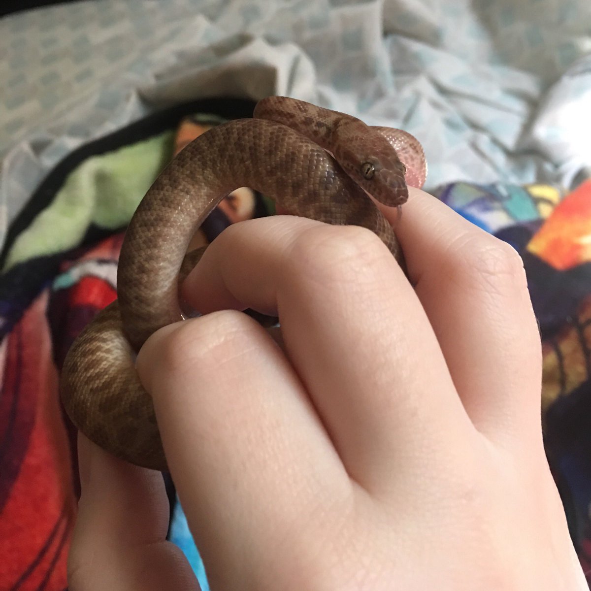 DirewoofMane's tweet photo. I really love this little guy 🥰 #childrenspython #snek https://t.co/2z36d4IiNk