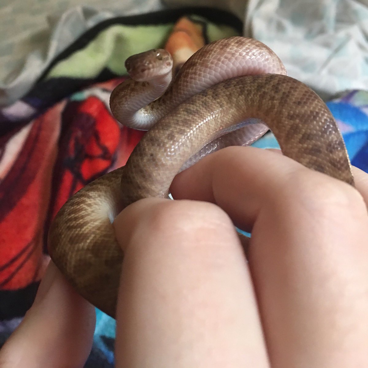 DirewoofMane's tweet photo. I really love this little guy 🥰 #childrenspython #snek https://t.co/2z36d4IiNk