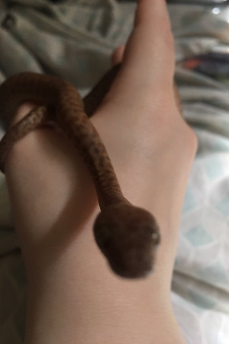 DirewoofMane's tweet photo. I really love this little guy 🥰 #childrenspython #snek https://t.co/2z36d4IiNk