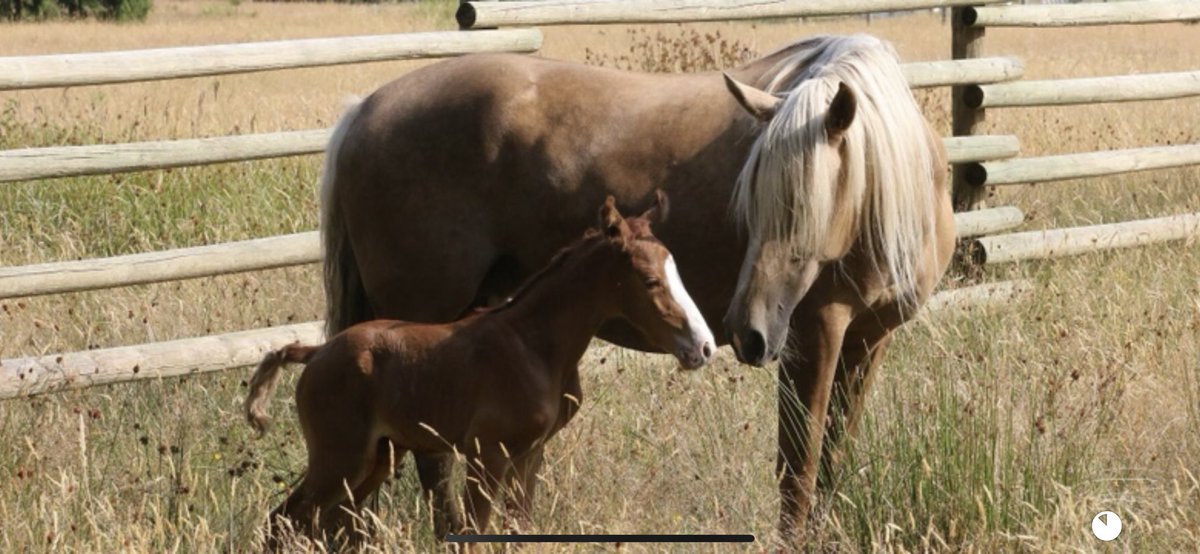 marchador's tweet photo. 2019 filly #Mangalargamarchador https://t.co/79QKlHpPwa
