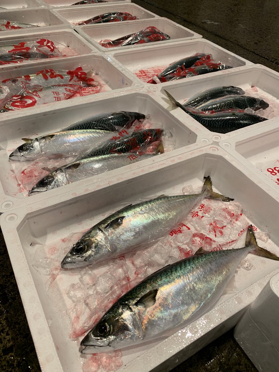 徳島魚類 天然タイや釣りサワラの物量に隠れちゃってますけど 最近しれっと増えてきてるのが釣りのサバ W 活き〆神経抜きされたマサバ 超絶新鮮 もちろん刺身オッケー アニサキスへの注意は必要ですけど 旨いんですよね O O 徳島魚類 天然タイや釣りサワラの物量に隠れちゃってますけど 最近しれっと増えてきてるのが釣りのサバ W 活き〆神経抜きされたマサバ 超絶新鮮 もちろん刺身オッケー アニサキスへの注意は必要ですけど 旨いんですよね O O