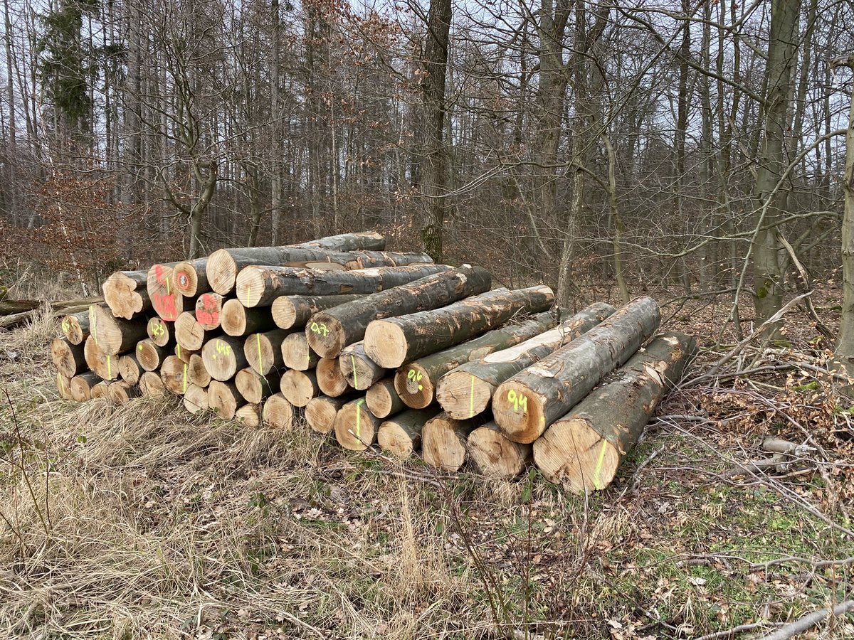„Jeder Baum, den wir jetzt nicht pflanzen, der wird uns später auch fehlen", sagte <a href="/JuliaKloeckner/">Julia Klöckner</a> Klöckner im SWR. Falscher Ansatz. Jeder intakte alte Laubbaum, den wir jetzt fällen, fehlt noch viel mehr. <a href="/SvenjaSchulze68/">Svenja Schulze</a> <a href="/GrueneBundestag/">Grüne im Bundestag 🇪🇺🏳️‍🌈</a>