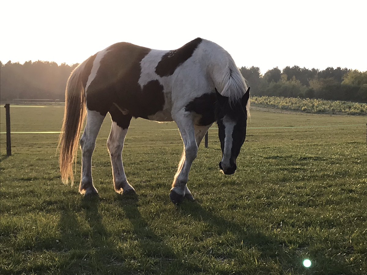 rikkisteele's tweet photo. Hey @CannonBoneMusic here’s my horse modelling his very own cannon  bones ready for this evening #bonerlisteningparty https://t.co/Pprxb7poGG