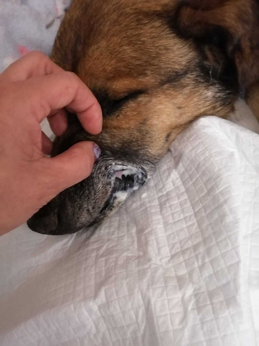 ilovedogs_vale's tweet photo. Para quienes han seguido caso #Baltito y #Rocky, perritos que fueron envenenados, hablé con la clínica y estos son los gastos de #Baltito. La cta irá subiendo cada día.. #Rocky está mal pero en su casa; por falta de $ no puede ser hospitalizado. AYUDA RT @jenianino @loreto1110 https://t.co/QKwtbfmGgo