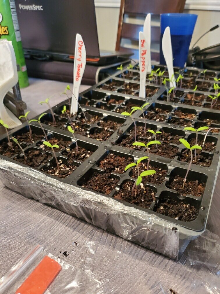no_bwick105's tweet photo. I provided my students with a kit to start vegetable plants for their home garden. Michael received his kit on April 2nd, planted his seeds and by Easter Sunday he had seedlings!I’m waiting for more fruitful results from the rest of my students. https://t.co/ThzMtuVqzf