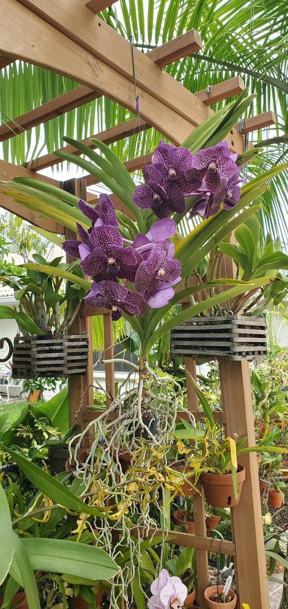 All the blooms on my #vanda have opened. Shes a beauty. 🥰 #OrchidDay #VGOS2020 #orchid