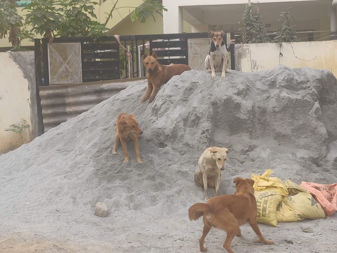 Changing Behavior of India's Street Dogs During Lockdown

India's government has declared feeding "streeties" to be an essential service.

"But all through this, one thing was very clear. The dogs missed their humans, the love they used to get."

psychologytoday.com/us/blog/animal…