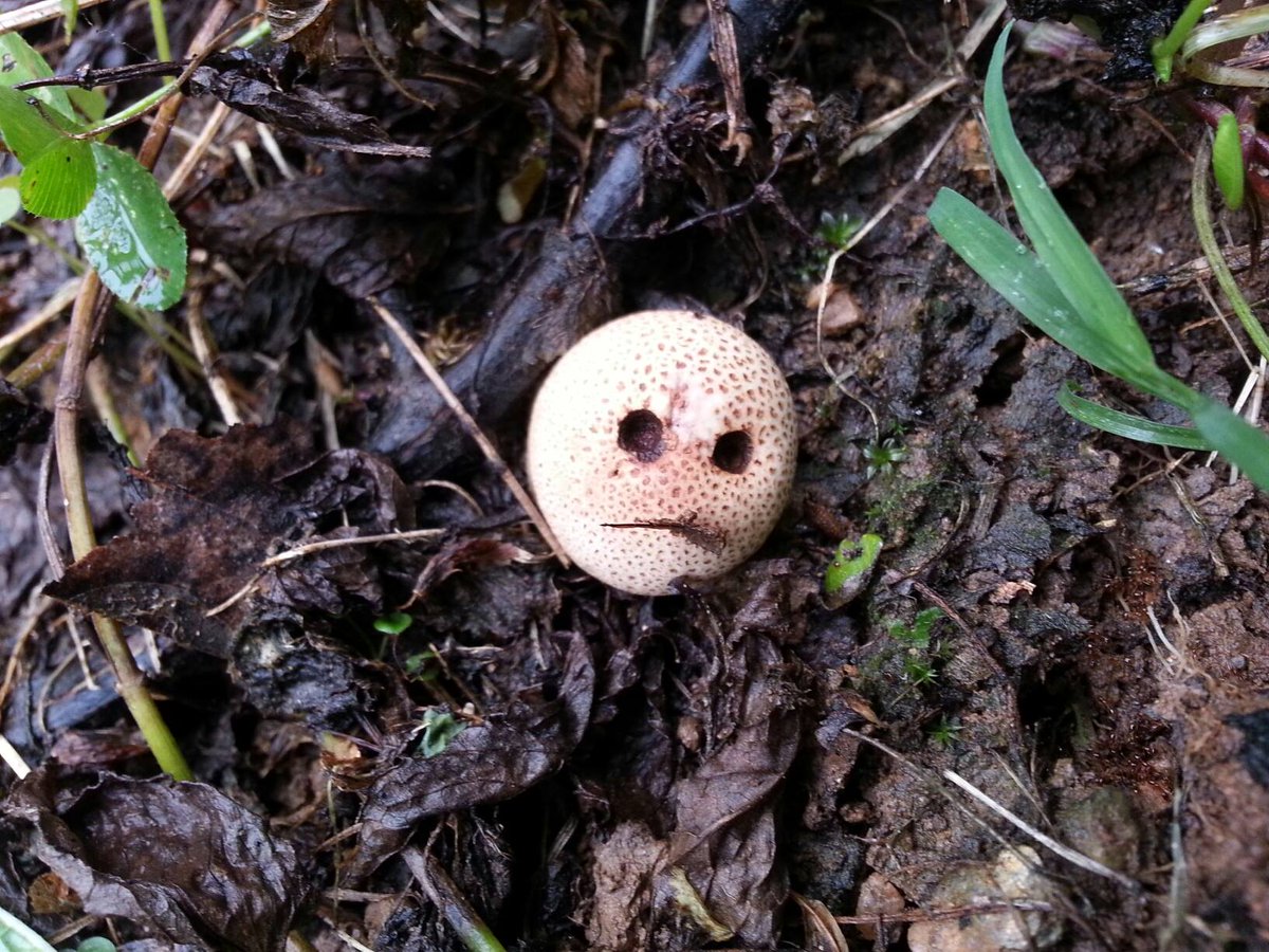 ChefNOT1's tweet photo. Does this mushroom look angry? #angrymushroom #AngerManagementQuotes #madfood #lol https://t.co/wMfVStyKHy