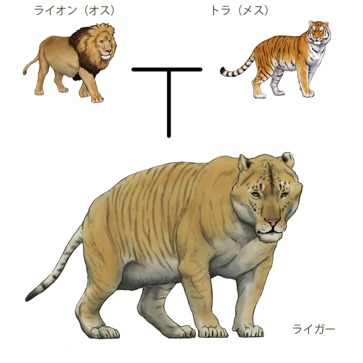 טוויטר 川崎悟司 בטוויטר ライオン 父 とトラ 母 の間に生まれるライガーを描きました 人工的な交雑種でインドで両種が共生する地域はあるが 野生での交雑は確認されていない ライオンとトラは別種なので その間に生まれるライガーは繁殖能力がほぼほぼない