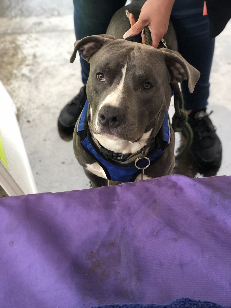 LUCYPETFDN's tweet photo. Our face when someone asks what day it is... 🤔 https://t.co/tb7qj0CQHc