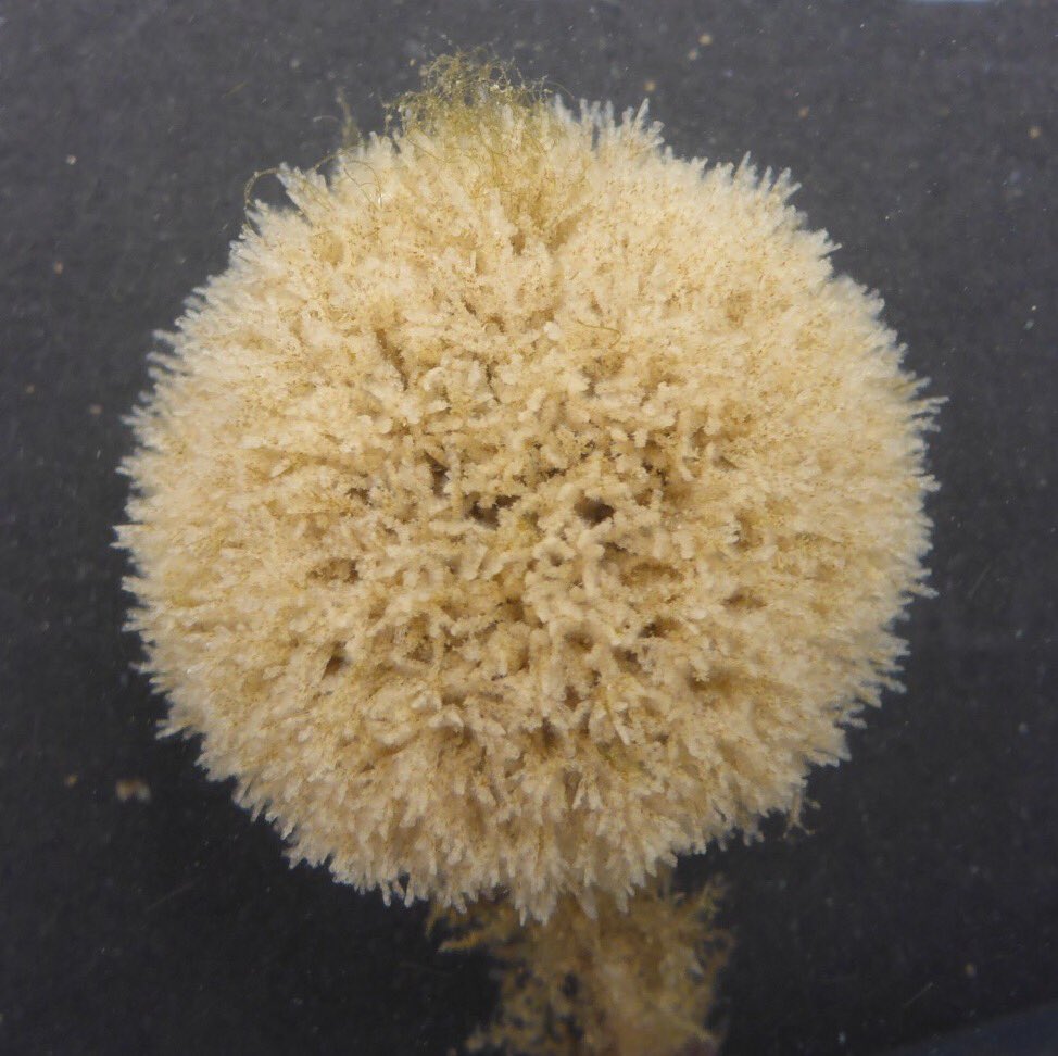 NNSatMBA's tweet photo. @MayaPlass @thembauk Doesn't everyone love bryozoans? https://t.co/d7blGuRFxt