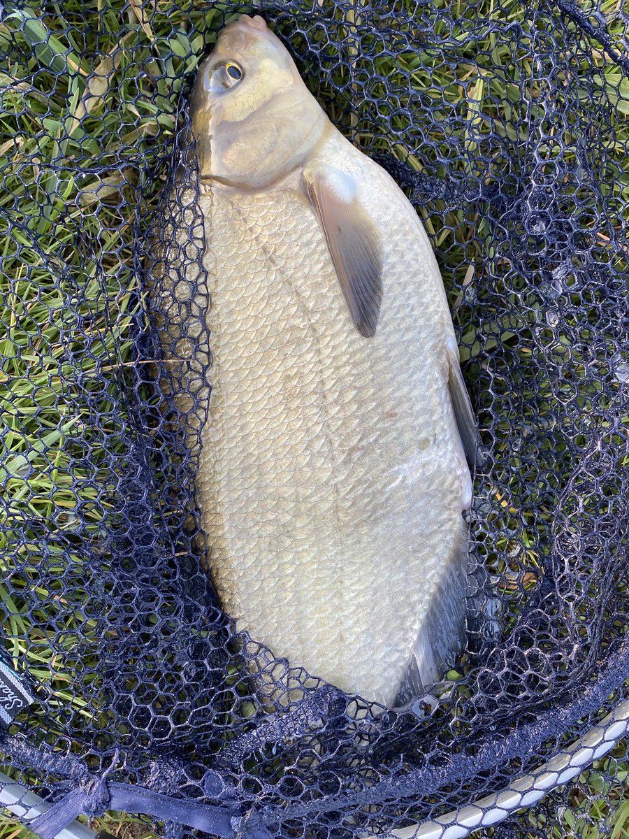 ArjanKoster1's tweet photo. Mooie vangst vanavond 🎣 #brasem #woldA https://t.co/QVMl1KuoqB