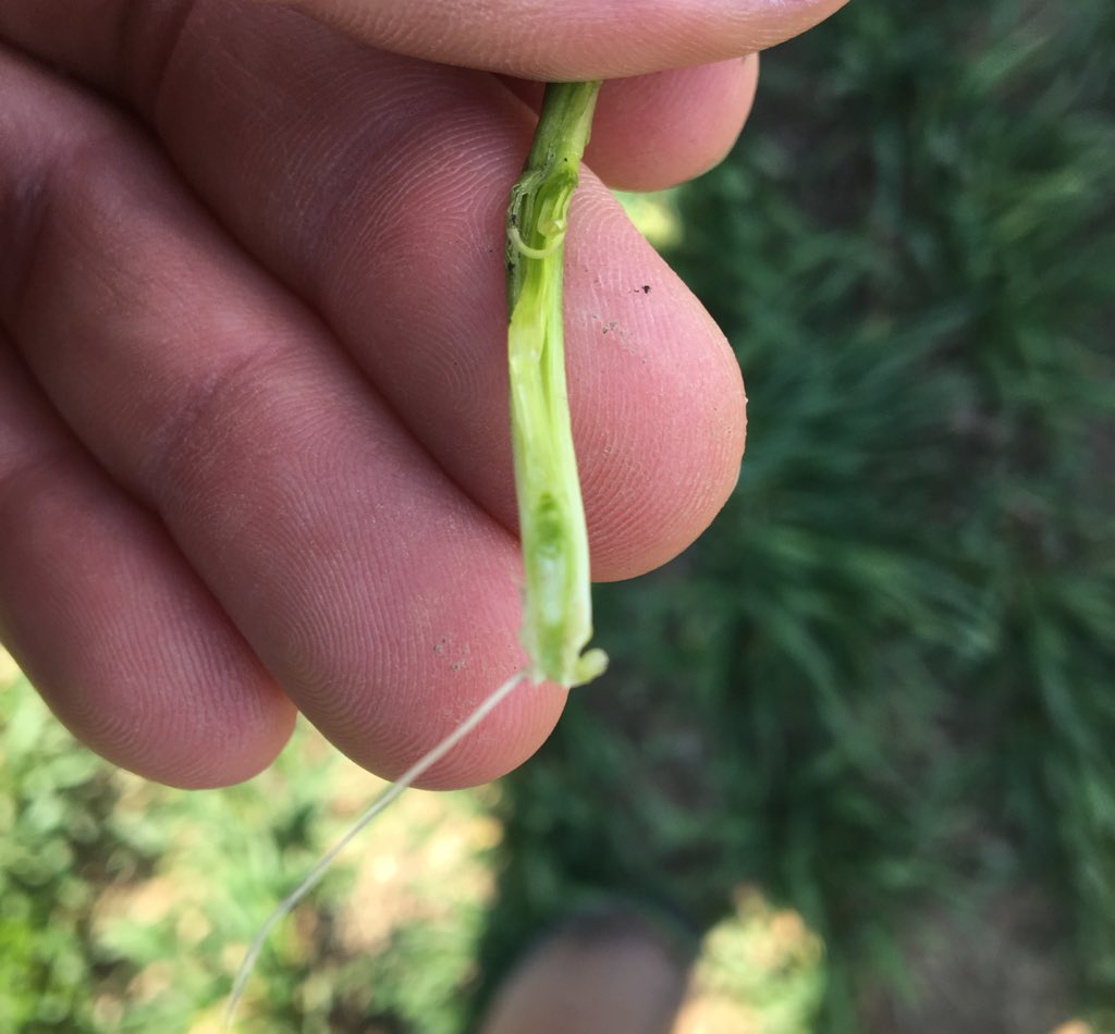 Alex Zelem (@alex_zelem) on Twitter photo Chilly day to scout wheat but nice to find some beauty looking Pro 81 at GS30 in Lambton! Planted Sept 27 <a href="/thewheatteam/">Rob McLaughlin</a> Chilly day to scout wheat but nice to find some beauty looking Pro 81 at GS30 in Lambton! Planted Sept 27 <a href="/thewheatteam/">Rob McLaughlin</a>